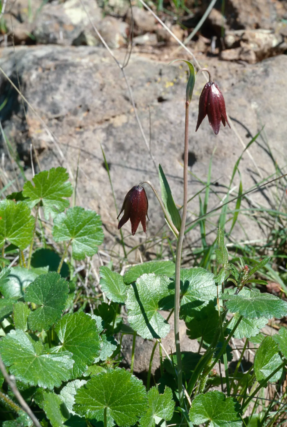 Fritillaria biflora, Santa Rosa Plateau, Santa Ana Mountains, Riverside County
