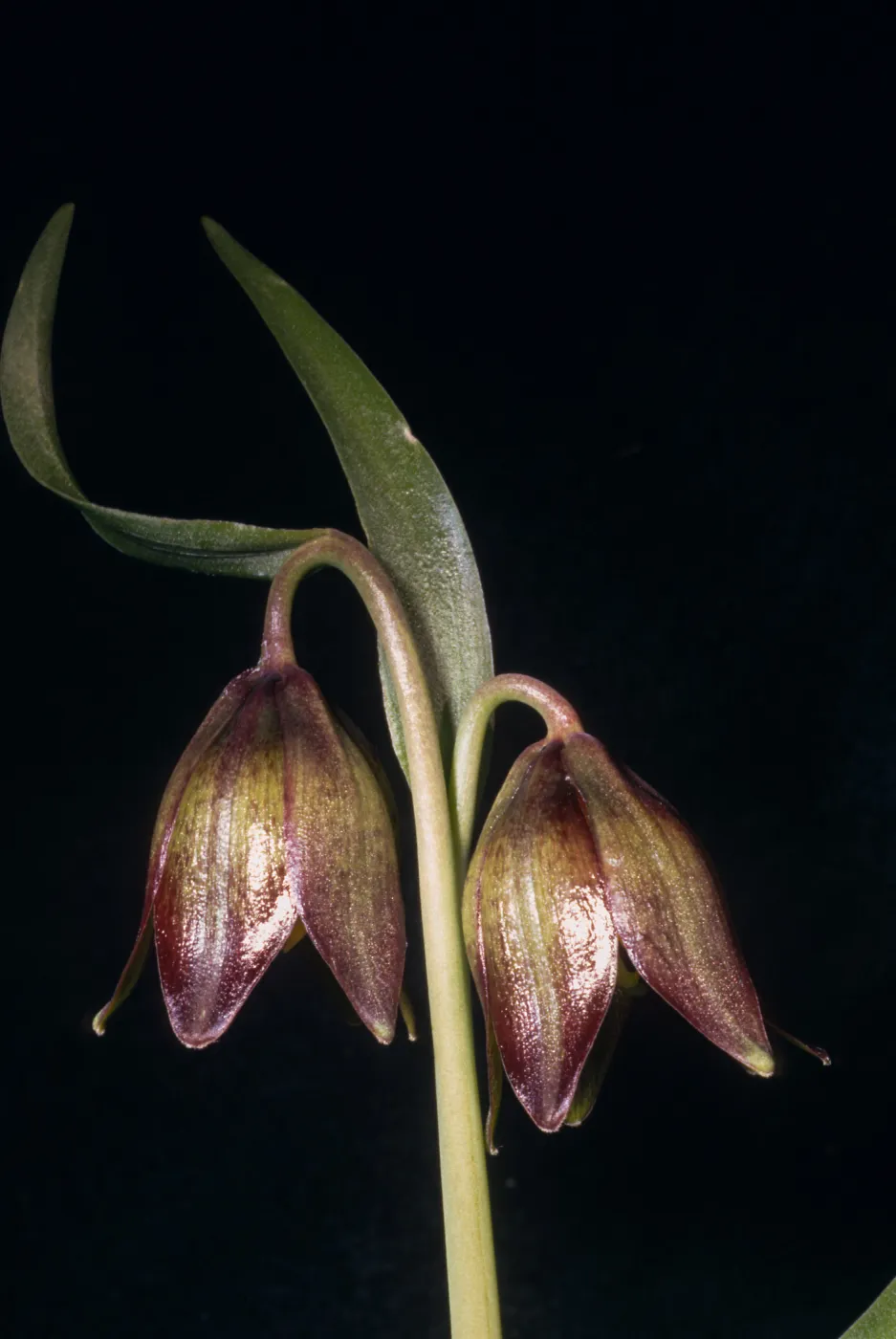 Fritillaria biflora, cult. Alpine Fld.?
