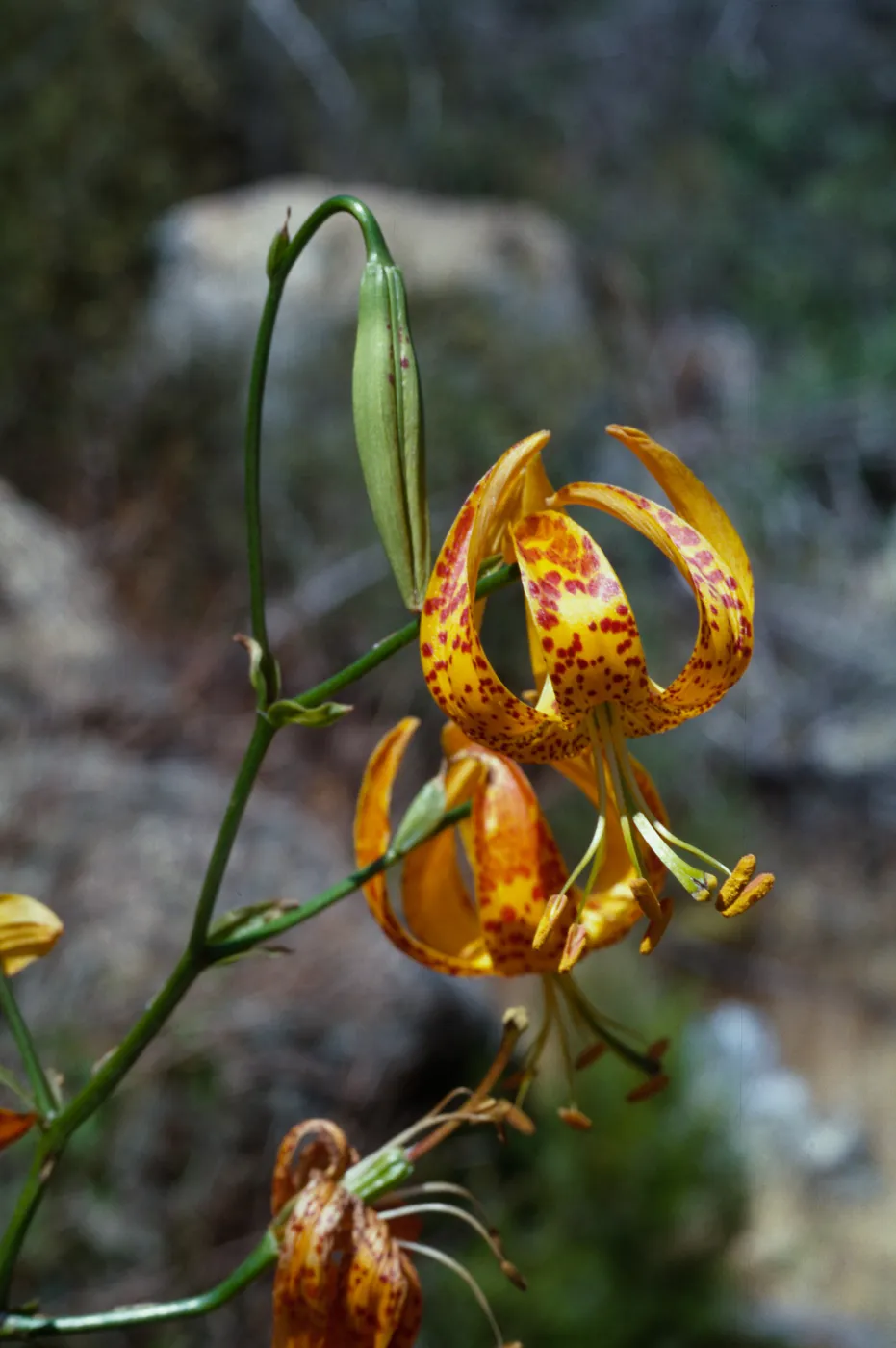 Lilium humboldtii var. ocellatum, Copper Canyon, Otay Mountain, San Diego County