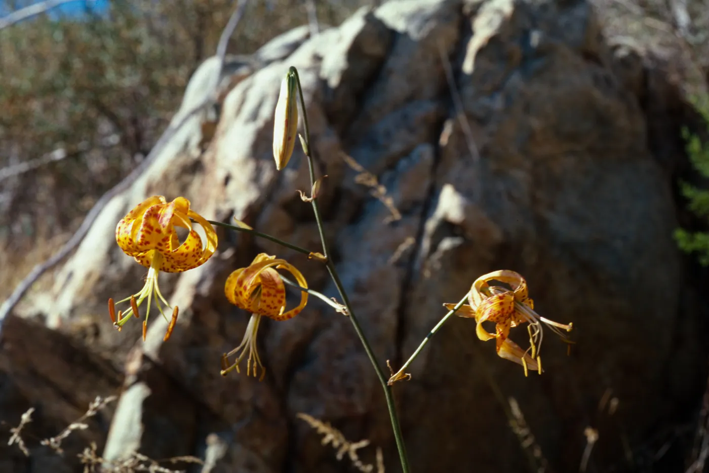 Lilium humboldtii var. ocellatum, Copper Canyon, Otay Mountain, San Diego County