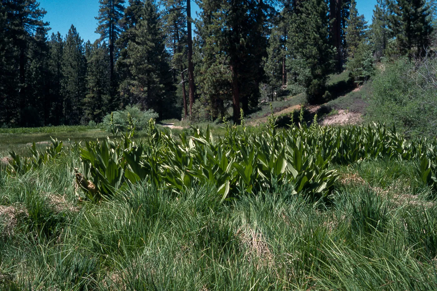 Veratrum californicum, Big Bear, San Bernardino County