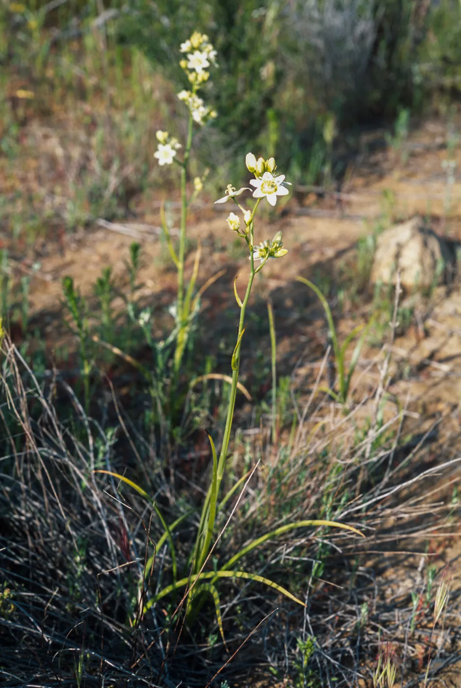 Zigadenus fremontii, Box Canyon