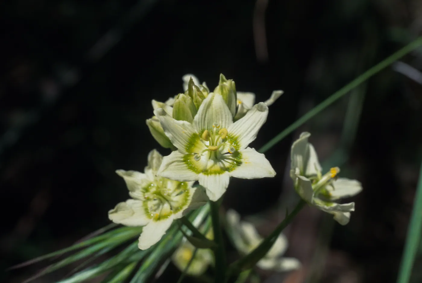 Zigadenus fremontii var. fremontii, Oak Crest Park