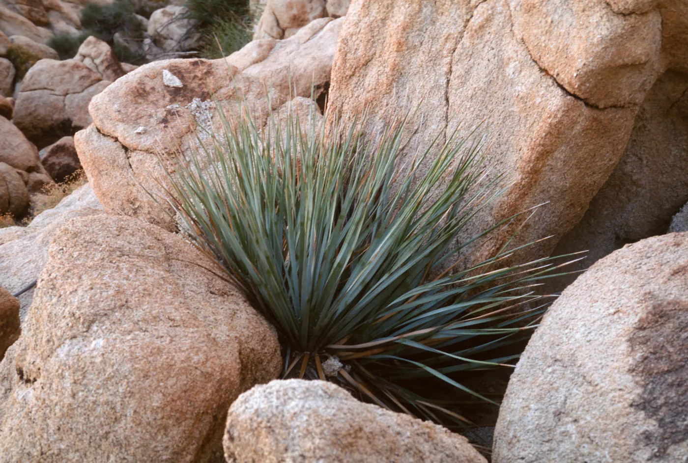 Nolina bigelovii, Cleg Wild BLM