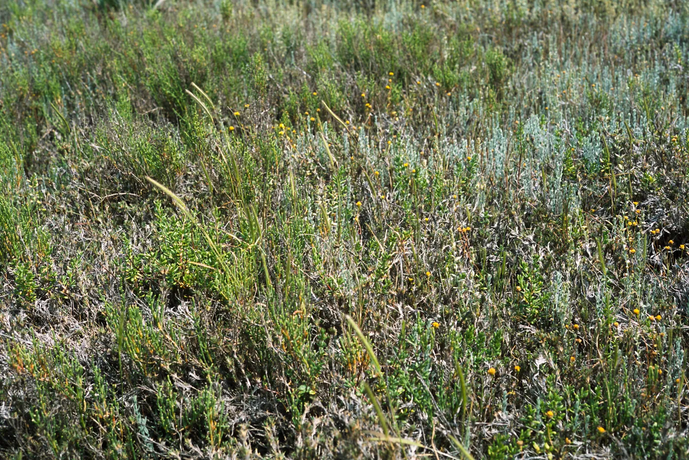 Hordeum intercedens 