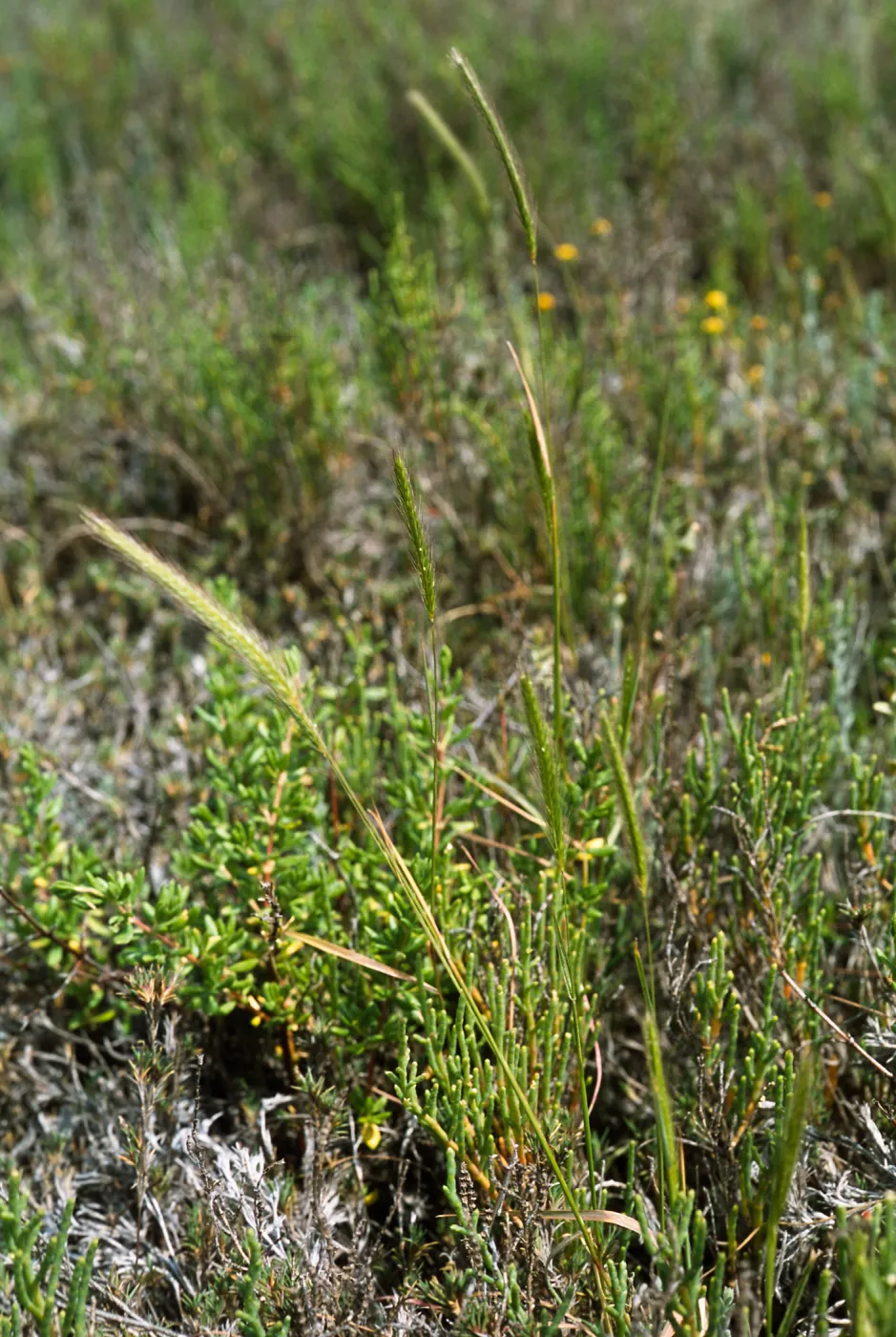 Hordeum intercedens 