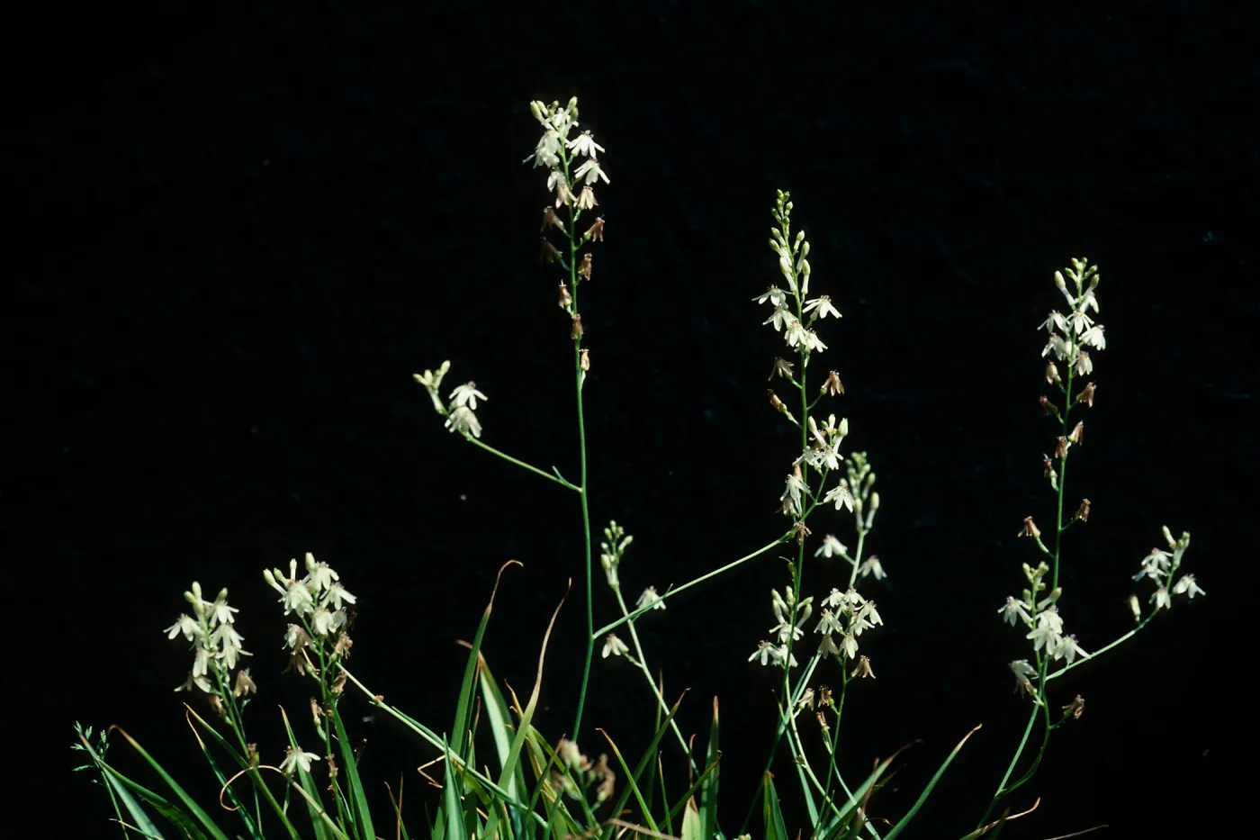 Odontostomum hartwegii, cultivar UCI