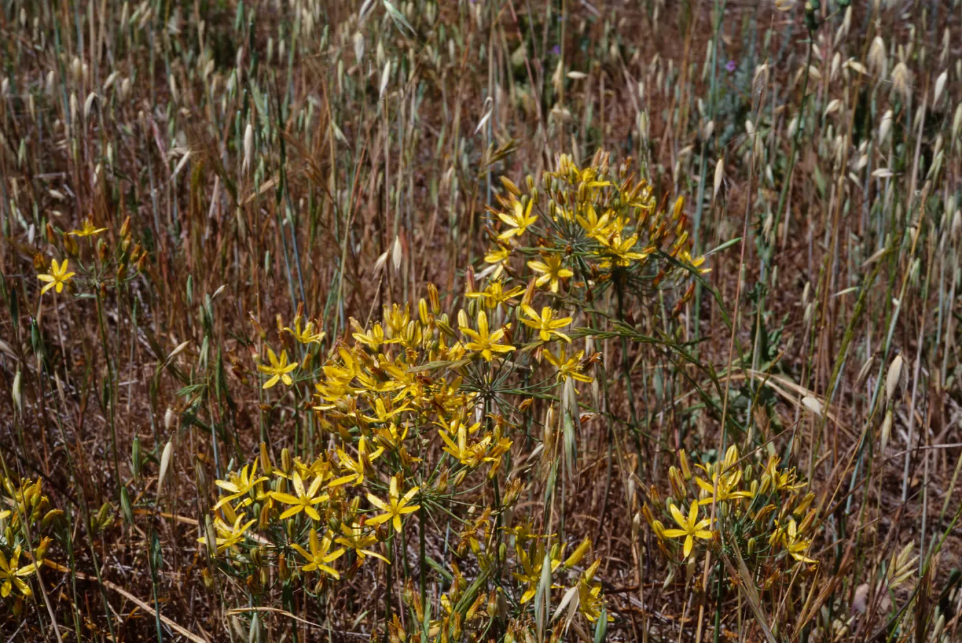 Bloomeria crocea 