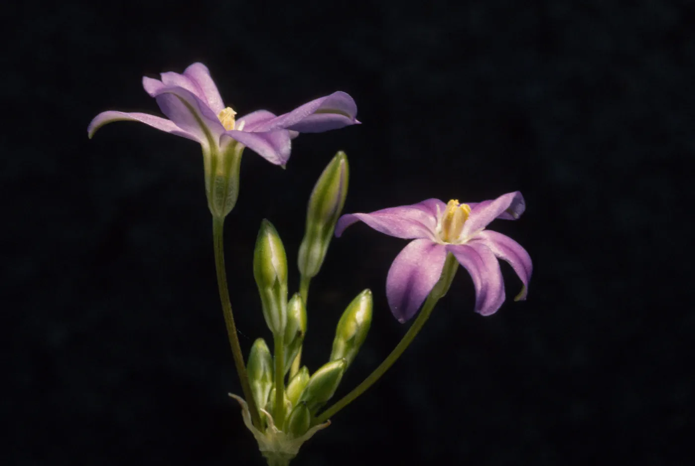brodiaea Filifolia, cult. RSA