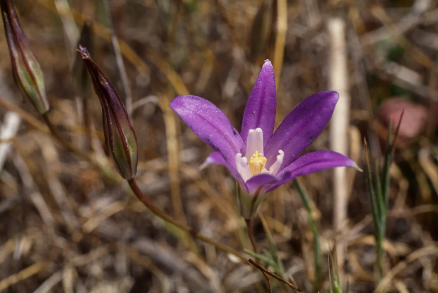 Brodiaea jolonensis UCI Preserve