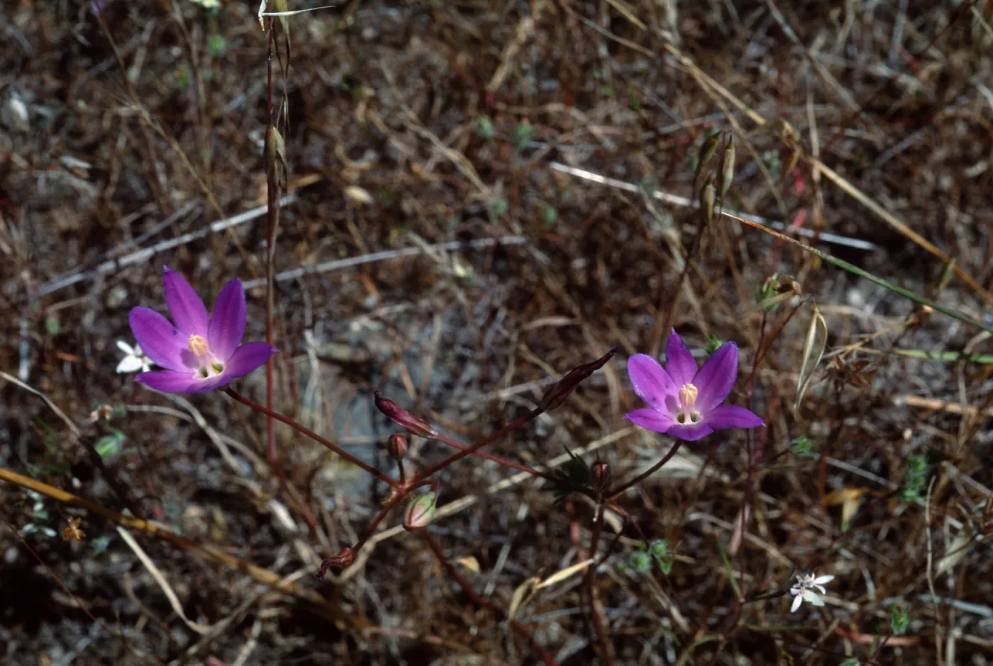 Brodiaea orcuttii, Elsinor Peak, Cleveland National Forest, Riverside County