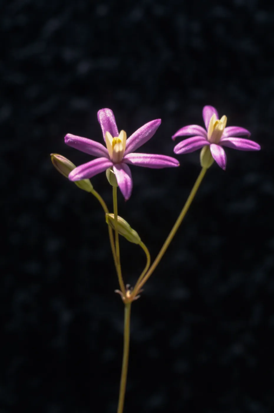 Brodiaea purdyi Cultivar