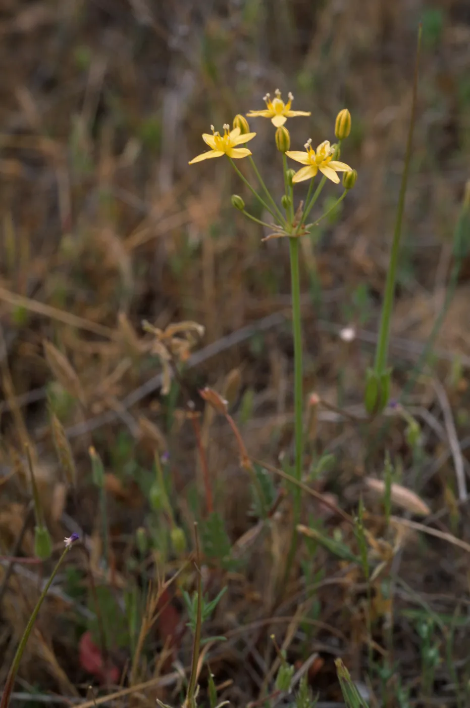 Muilla clevelandii 