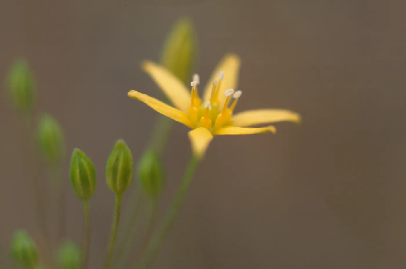 Muilla clevelandii 