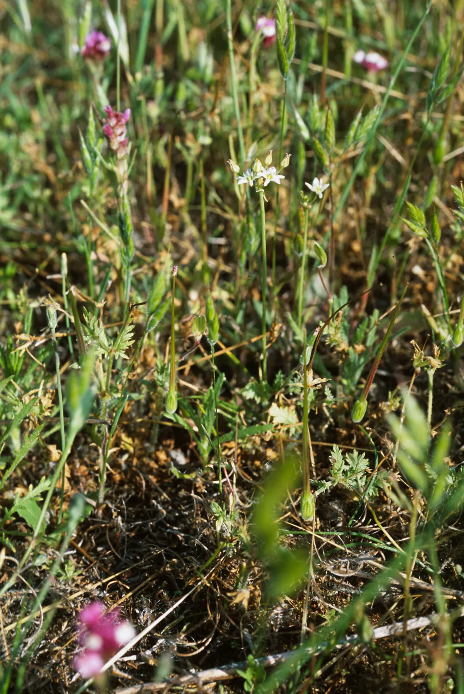 Muilla maritima, probably: â€œBox Canyonâ€ along San Marcos Creek, in eastern Carlsbad, S of Alga Road, San Diego County.