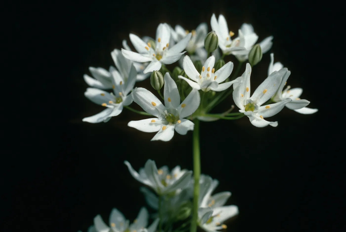Triteleia hyacinthina 
