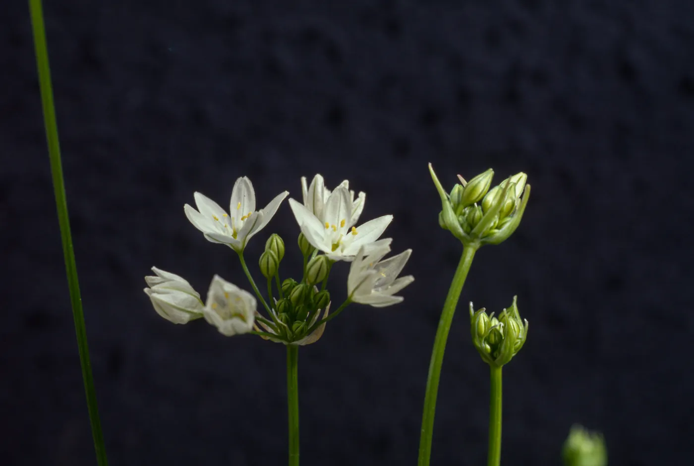 Triteleia hyacinthina, cult UCI
