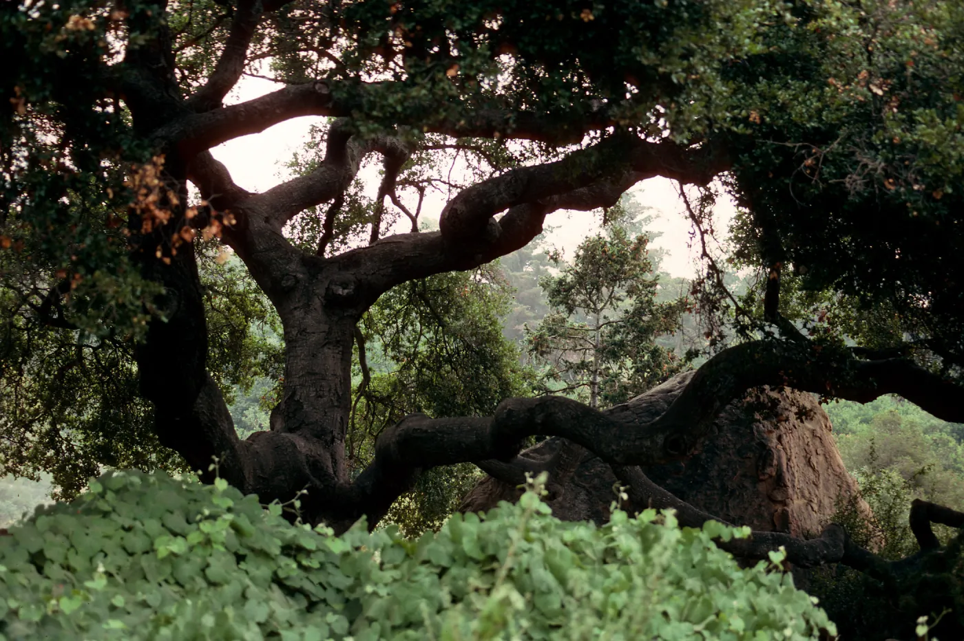Oak between the Information Kiosk and the Blaksley Boulder (Coastal Live Oak)