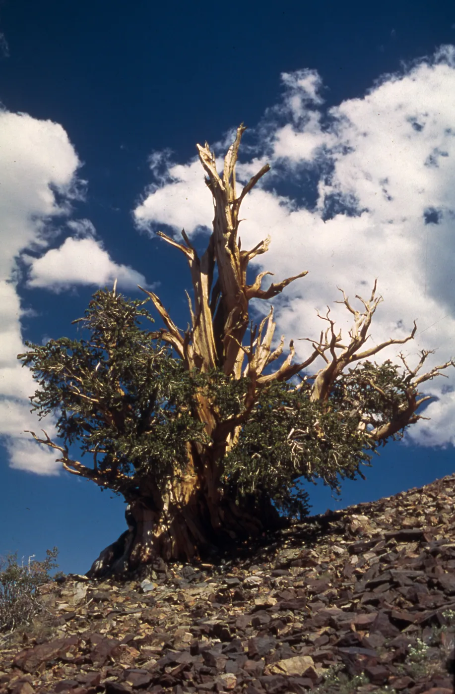 Bristlecone Pine, White Mountains