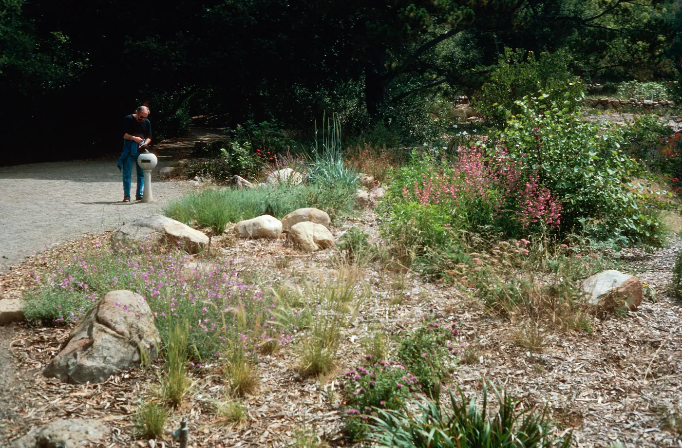 Newly planted perennial border at top of Meadow