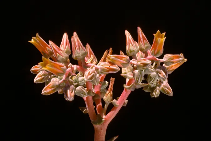dudleya