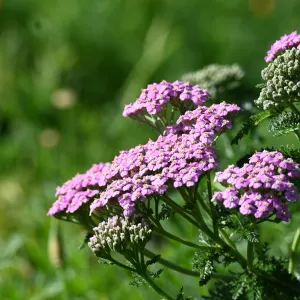 Island pink yarrow TEST