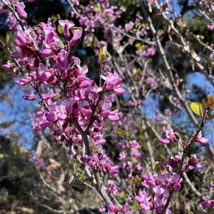 pretty flowers
