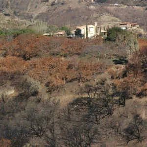 Tea Fire, Mountain Drive, House protected by avocado orchard.
