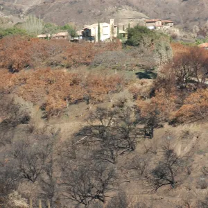 Tea Fire, Mountain Drive, house protected by avocado orchard
