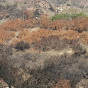 Tea Fire, Mountain Drive, House protected by avocado orchard. 