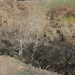 Tea Fire, Mountain Drive, riparian.