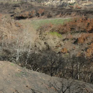 Tea Fire, Mountain Drive, riparian.