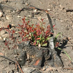 Tea Fire, vegetation regrowth.