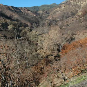 Tea fire, Mountain Drive.