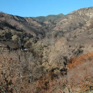Tea fire, Mountain Drive. Riparian zone with sycamores and live oaks unburned