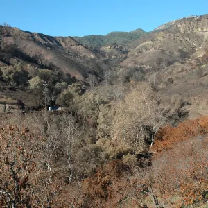 Tea fire, Mountain Drive. Riparian zone with sycamores and live oaks unburned