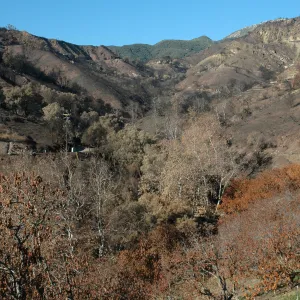 Tea fire, Mountain Drive. Riparian zone with sycamores and live oaks unburned