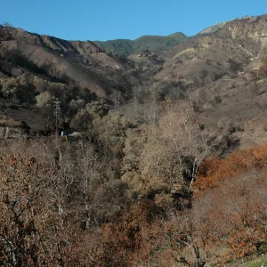 Tea fire, Mountain Drive. Riparian zone with sycamores and live oaks unburned