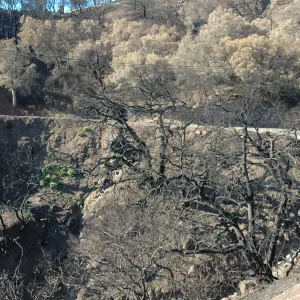 Tea fire, riparian, Mountain Drive. Live oaks burned and unburned, chimney effect