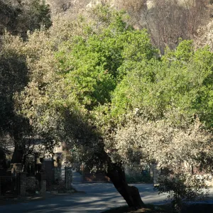 Tea Fire, live oak regrowth 6 weeks after fire