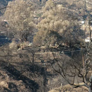 Tea fire, Coyote Drive, unburned eucalyptus at house site