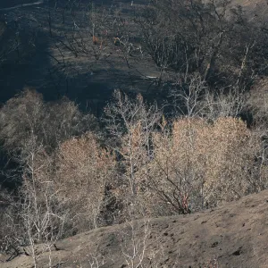 Tea fire, unburned riparian