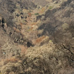 Tea fire, unburned riparian