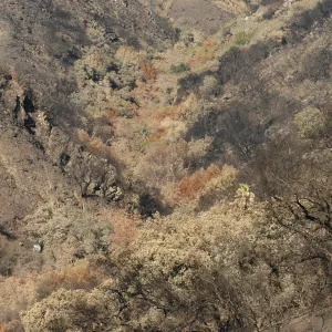 Tea fire, unburned riparian