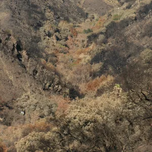 Tea fire, unburned riparian