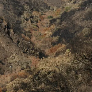 Tea fire, unburned riparian