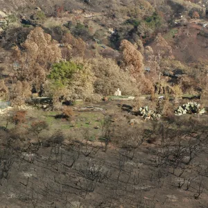 Tea fire, vegetation around burned home site