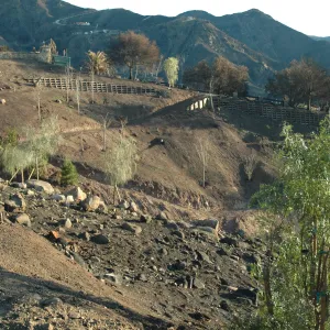 Tea fire, replanting chaparral slopes. Shinus molle, Geijera parviflora