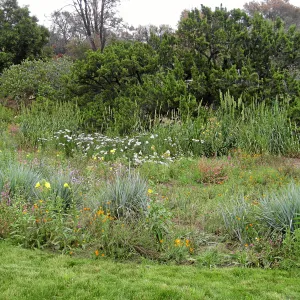 SBBG Meadow with lawn in foreground