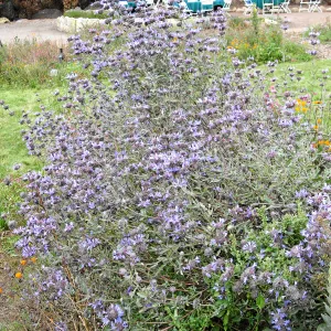 Salvia clevelandii adjacent to SBBG lawn